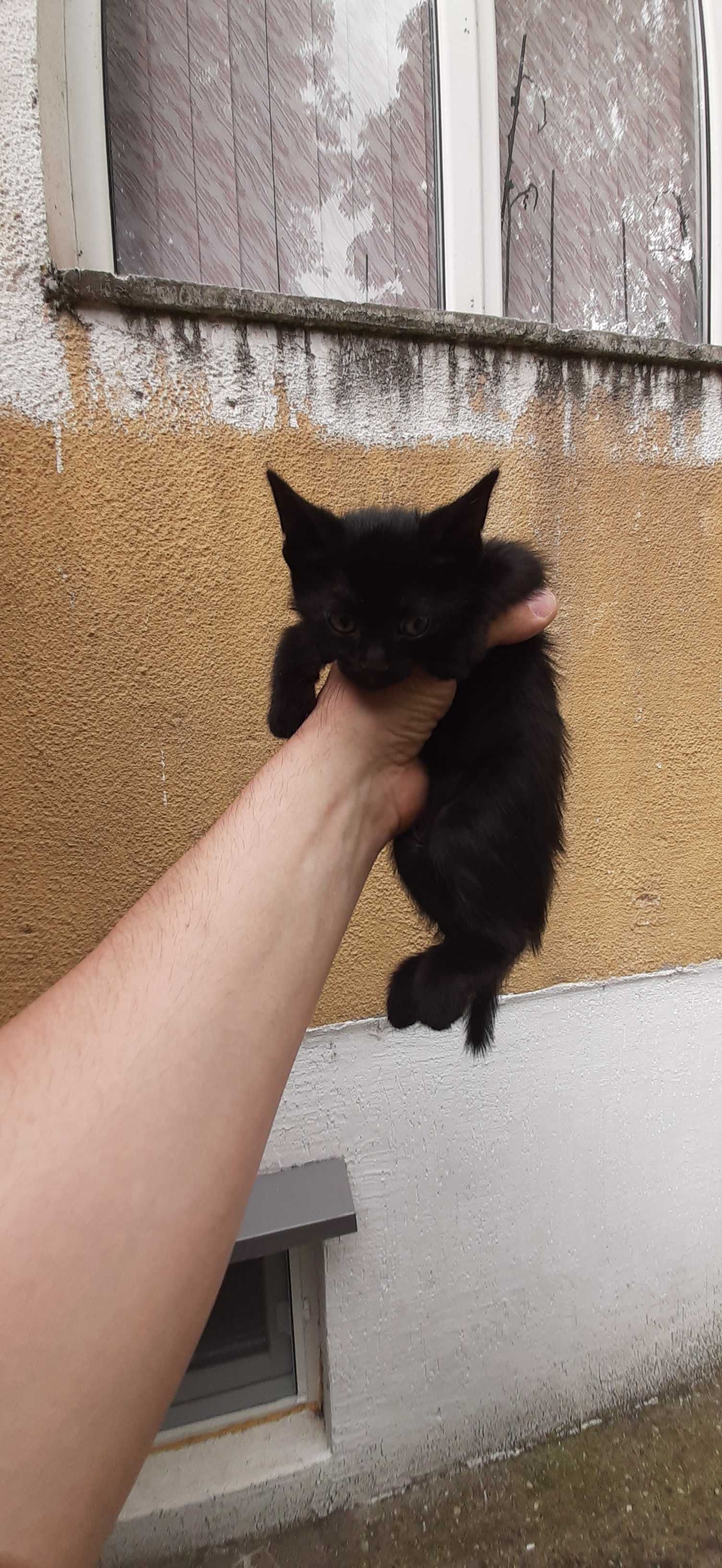 Подърявам малки котета на месец и половина.