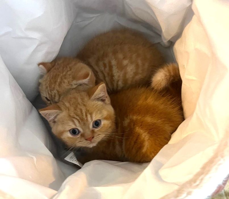 Pisoi british shorthair de felisa
