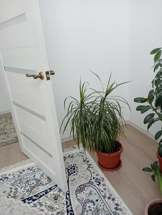 Продам комнатные цветы