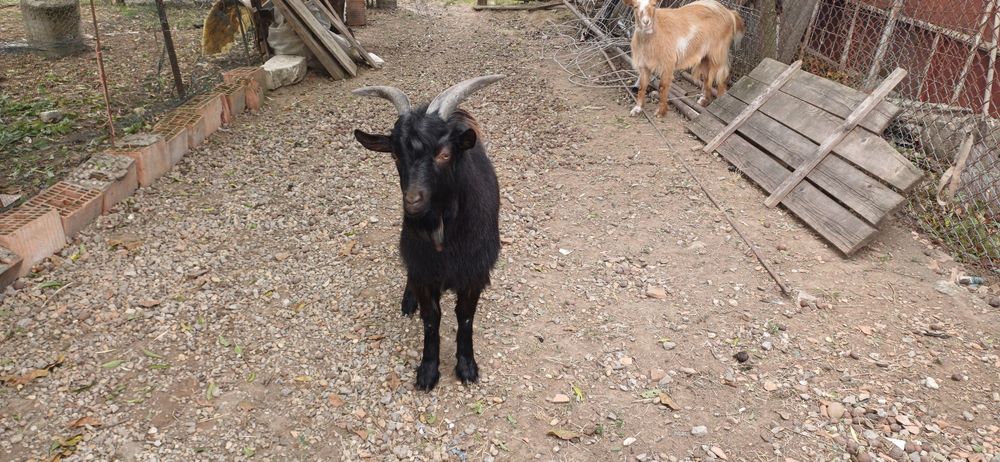 Vând un țap și o capră