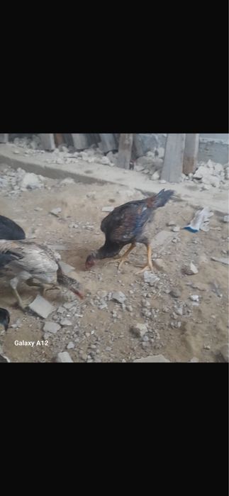 Тауық курица   . .