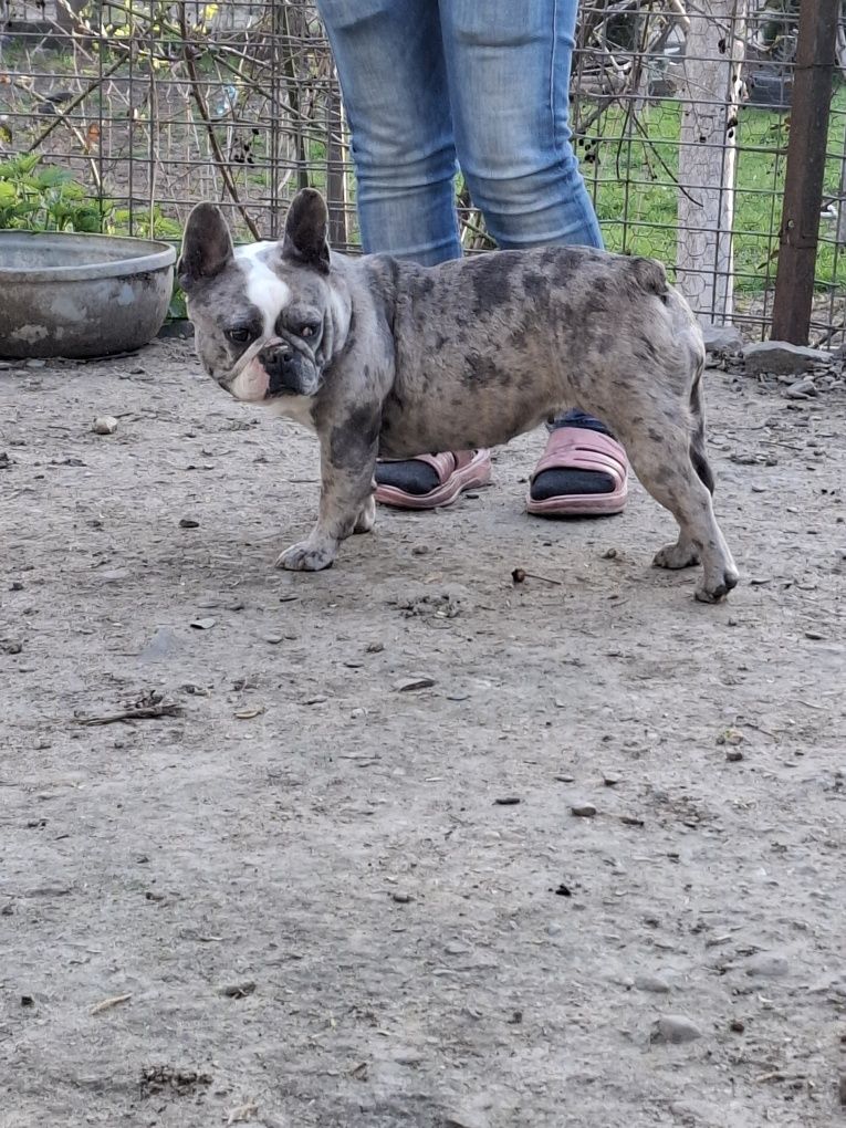 Vând Femelă Buldog Francez de 2 ani și 6 Luni !!