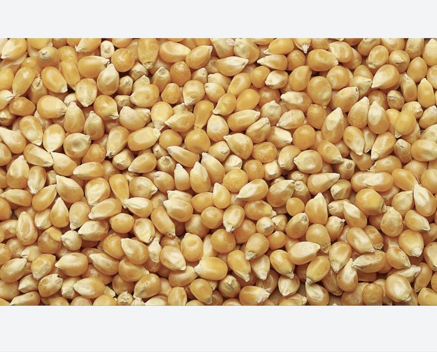 Жүгері дән сатылымда