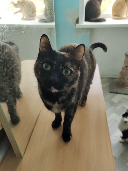 Отдам кошку в добрые руки