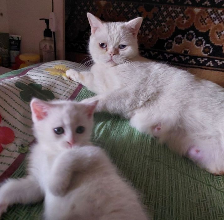 Котята скотиш страйт