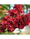 Liliac (Parfumat Roșu Intens )