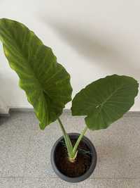 Planta de interior - Alocasia Macrorrhiza, 110 cm inaltime