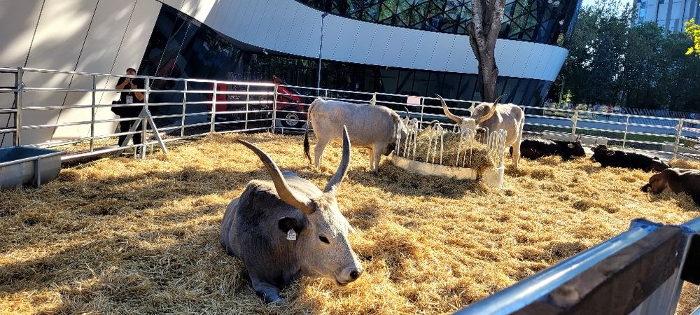 Sură de stepă Vițele și juninci disponibile