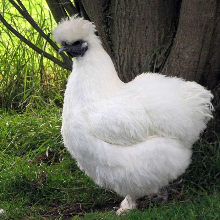 Gaini de matase japoneze Silkie (perechi, pui, oua)