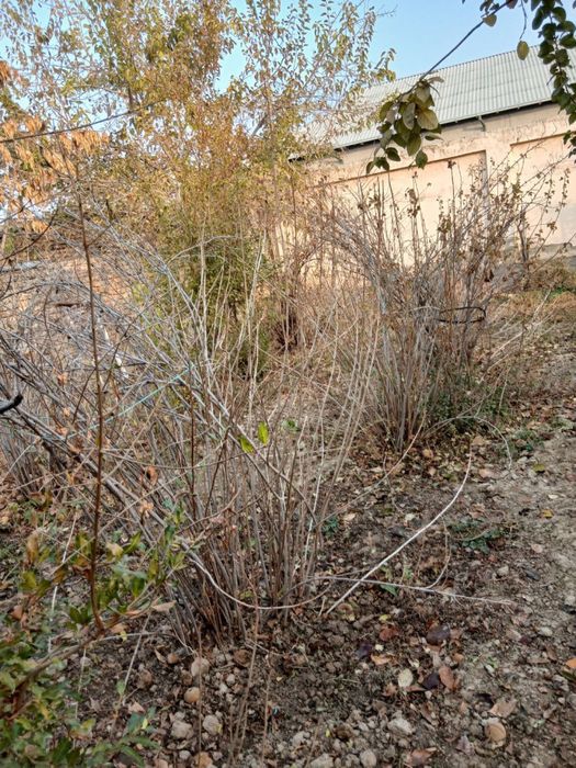 Смородина сотилади Smarodina Sotiladi