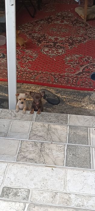 Продавам три мъжки кученца Чихоа-пинчери