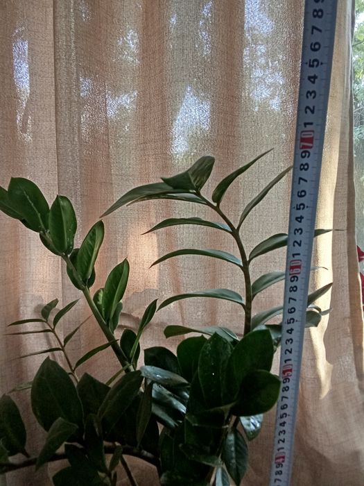 Замиакулькас растение домашнее