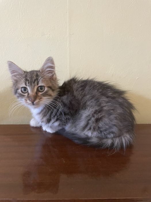 Котета търсят домове