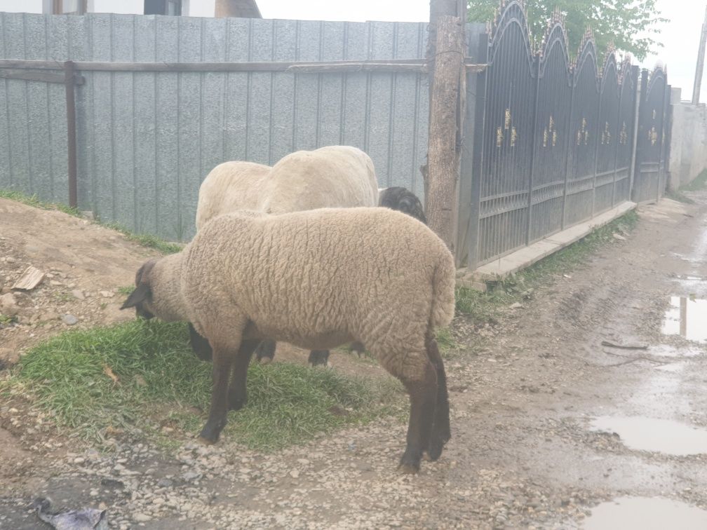 Vand oaie carabas cu mieluta langa ia si berbec sufolk original