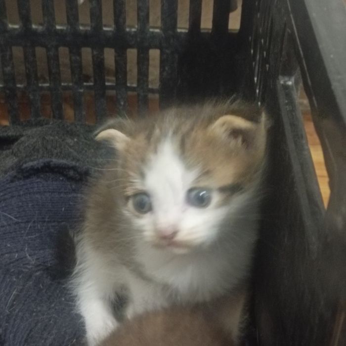 Отдам Котёнка в добрые руки