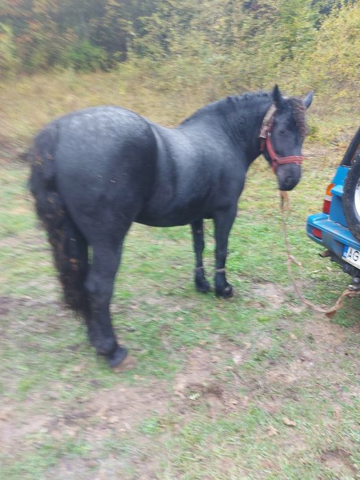 Vând iapa vârstă 4 ani.