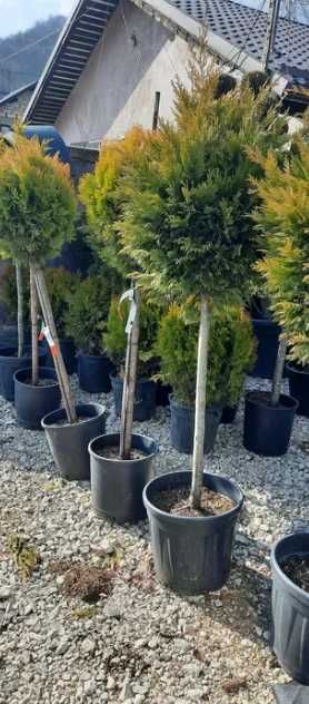 Plante Ornamentale