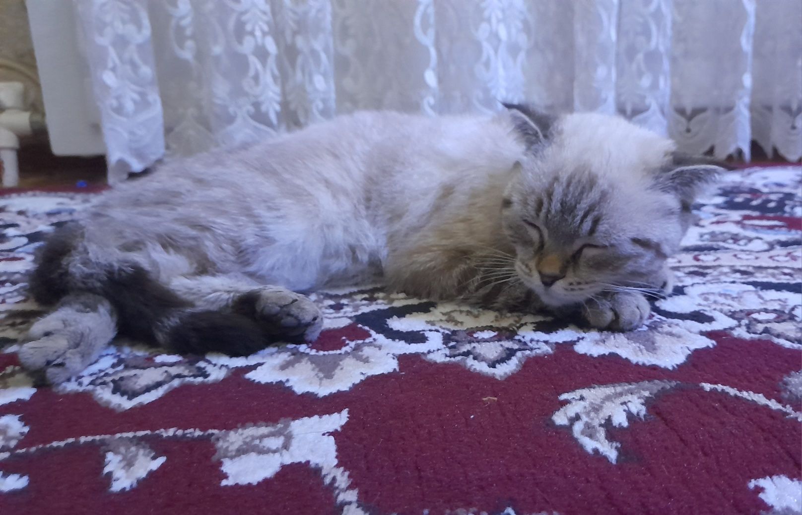 Кошка [Скоттиш фолд]