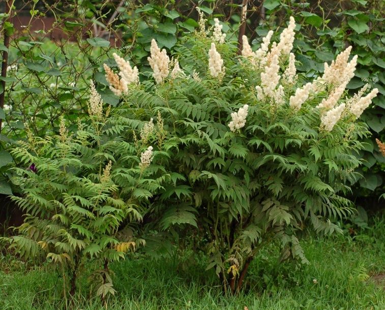 Продавам декоративен храст Сорбария (Sorbaria)
