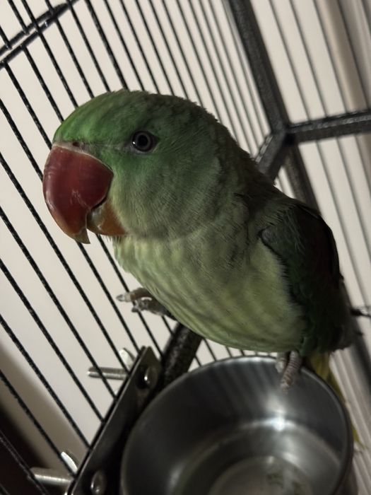 Papagal Marele Alexander (pui) + colivie