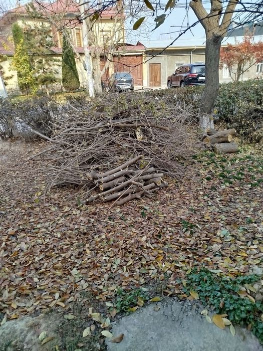 Ŏtinlar tekinga beriladi, tut daraxti