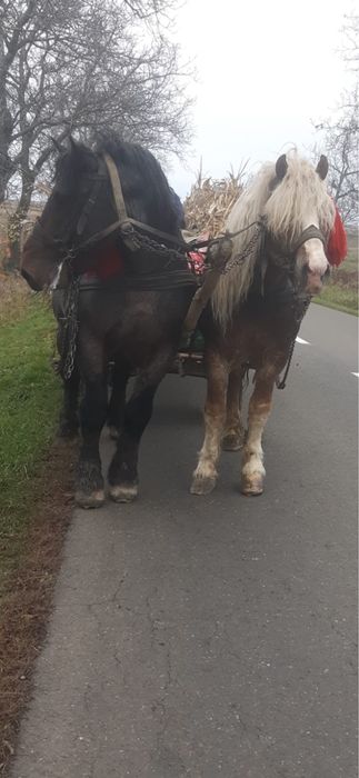 Vând Armăsari grei