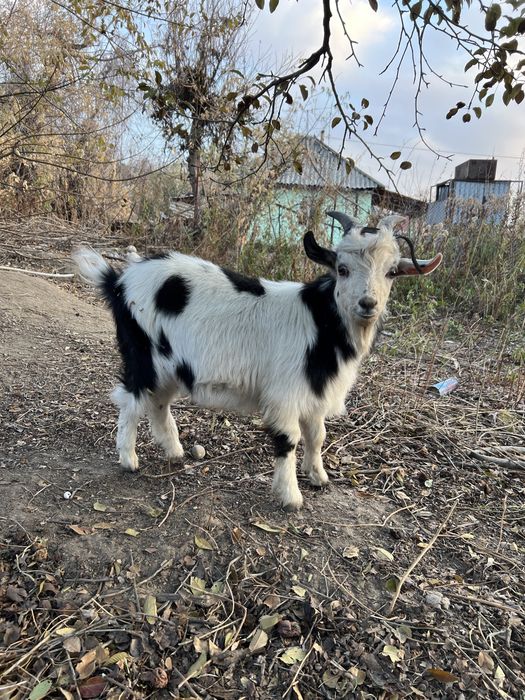 Продам Племенного козлика