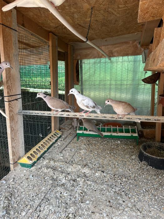 Turturele răzătoare