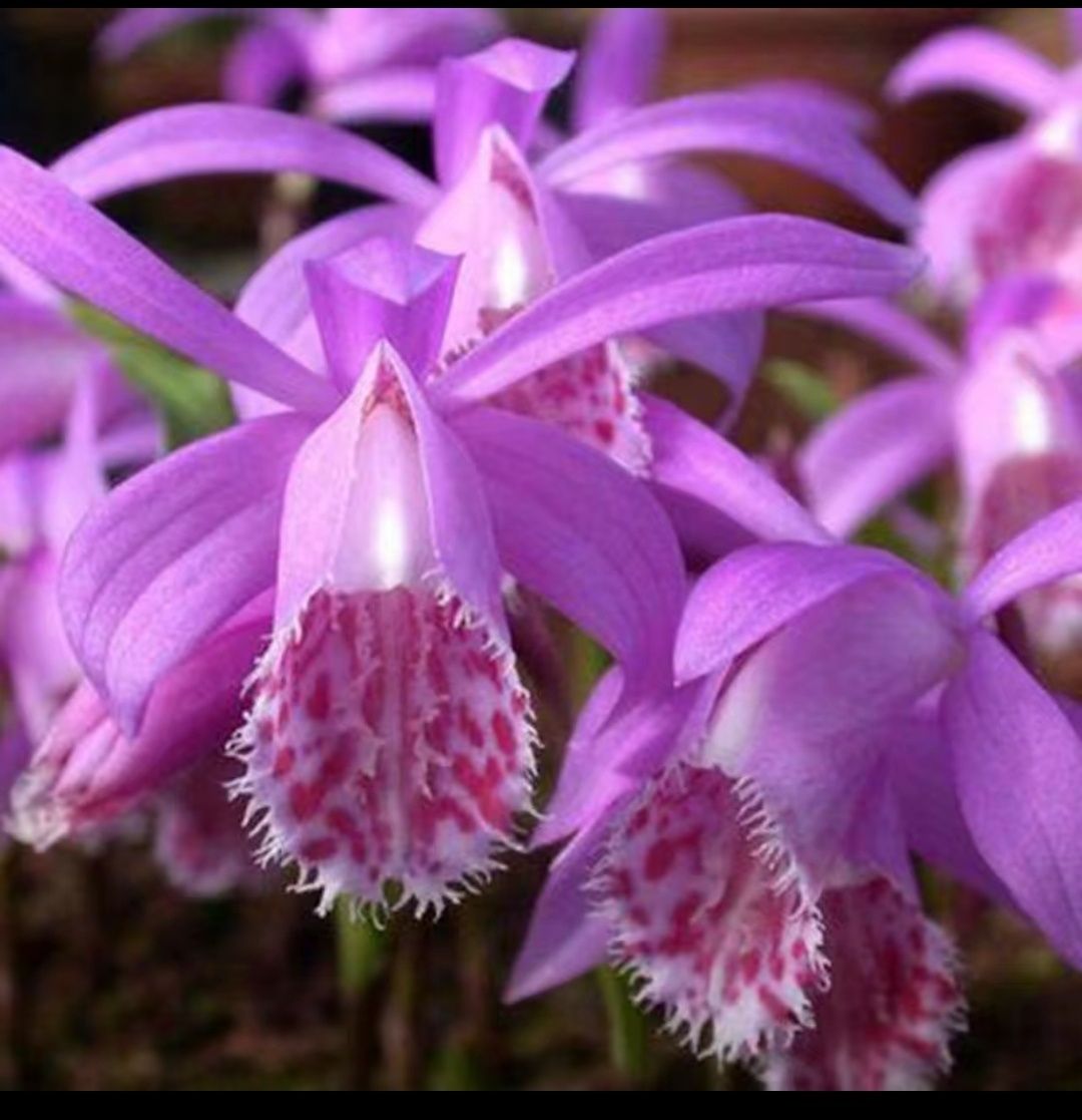 Мини орхидея, Плейоне, Pleione limprichtii
Растение