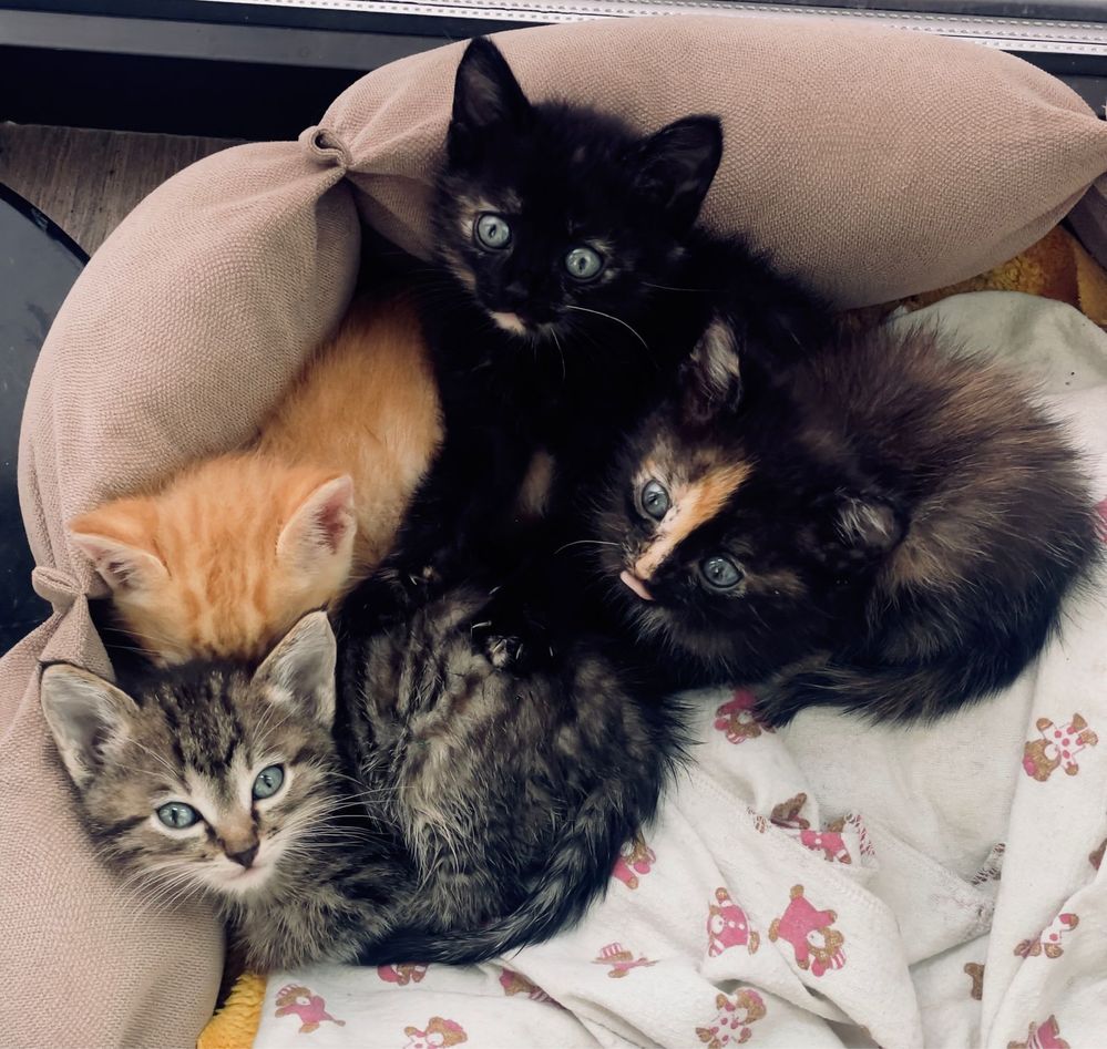 котята ищут дом!