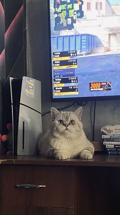 Кот на вязку шиншилла