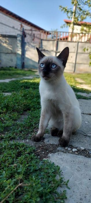 Motan pisica siameza
