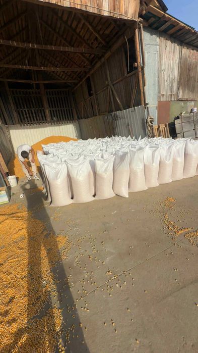 Vând grăunte uscate