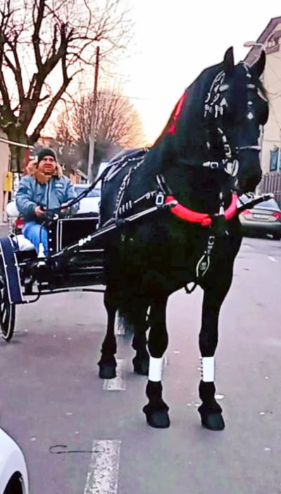 •//cal frizian de vanzare •\\