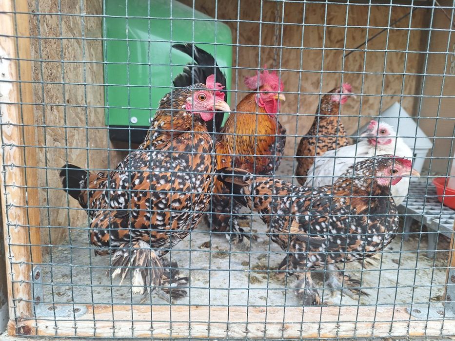 Familii mii de flori