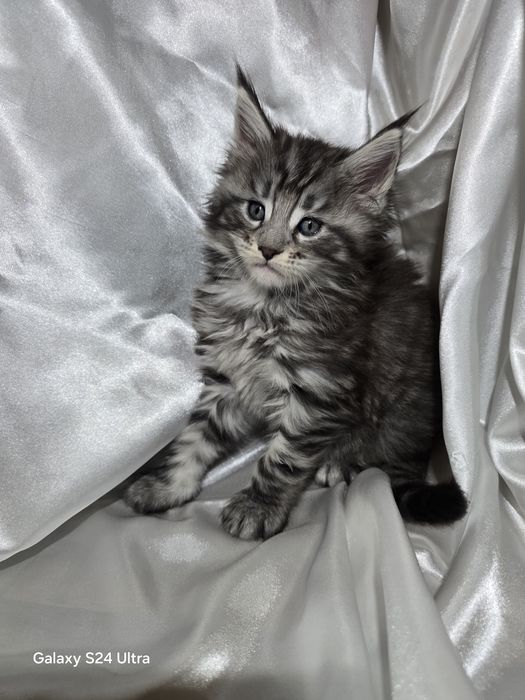 Maine coon Maine coon