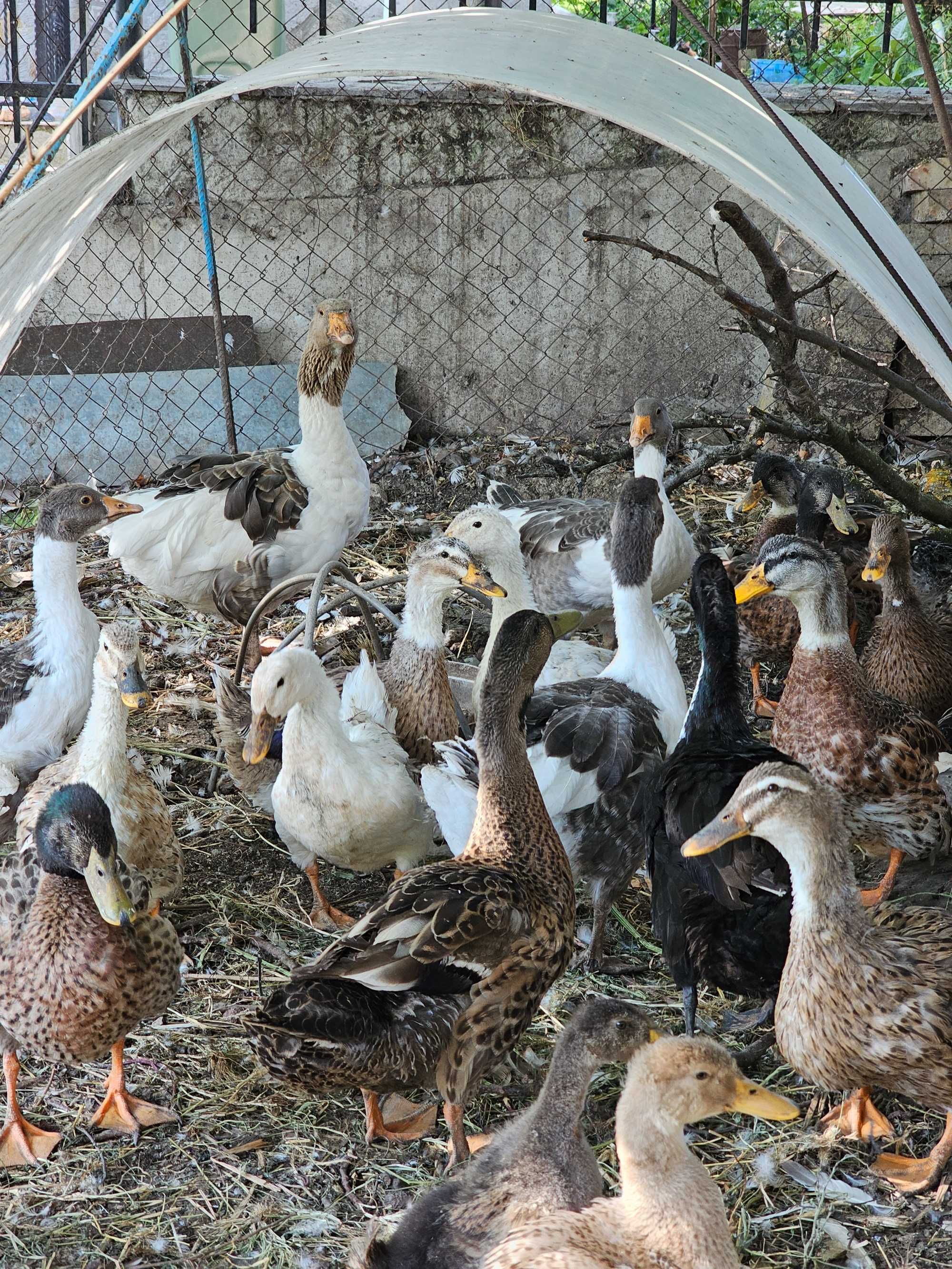 Продавам гъски, патици и пилета.