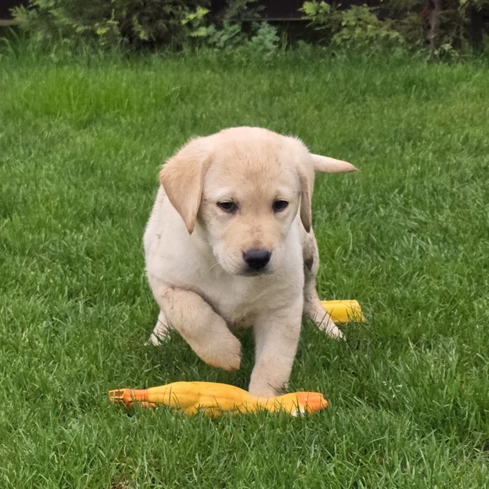 Labrador retriever cu certificat pedigree tip A