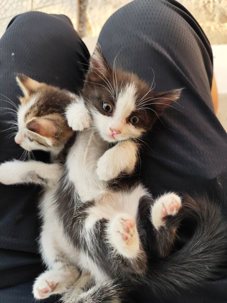 2 котенка отдам бесплатно