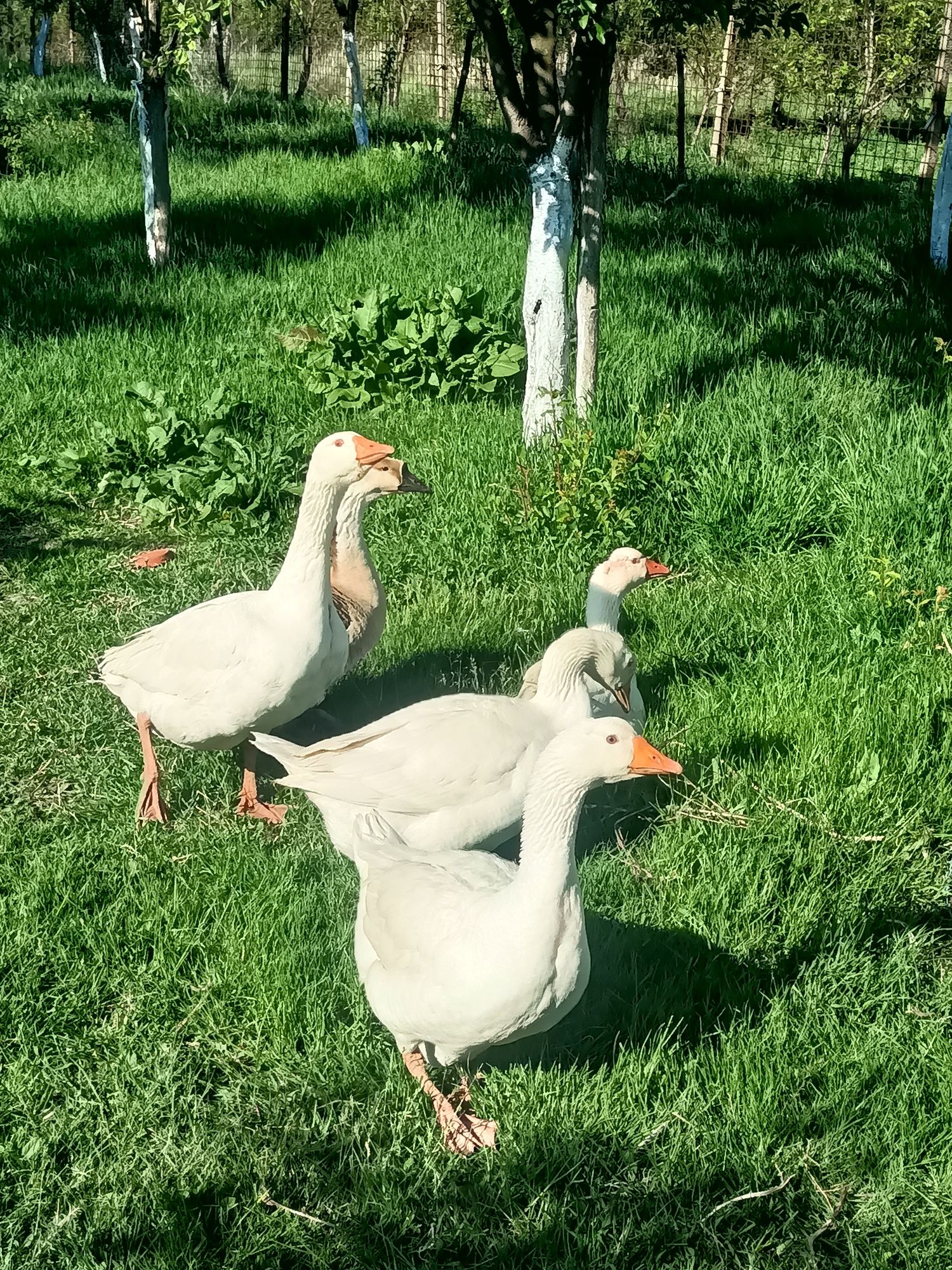 Gâște americane și gâște comune