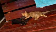 Pisicute pentru adoptie
