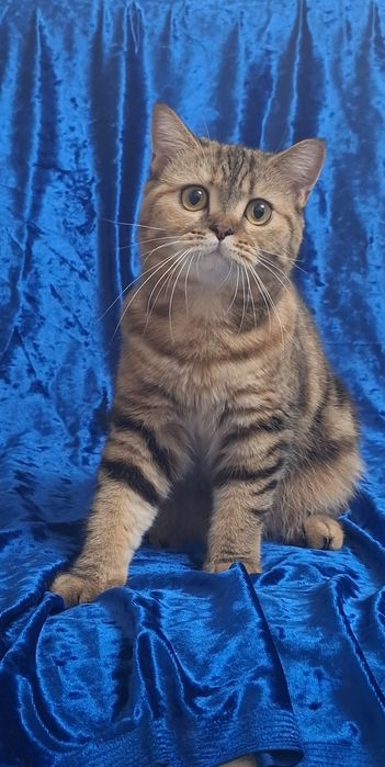 Котята Продам девочку шотландскую скотиш страйт,