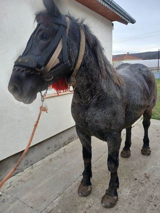 De vânzare iapă de 3 ani