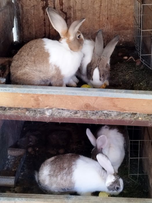 Iepuri hycole francez