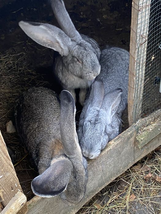 Masculi Urias German