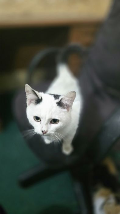 Молодой котик, ориентировочно два, три месяца ищет себе дом.