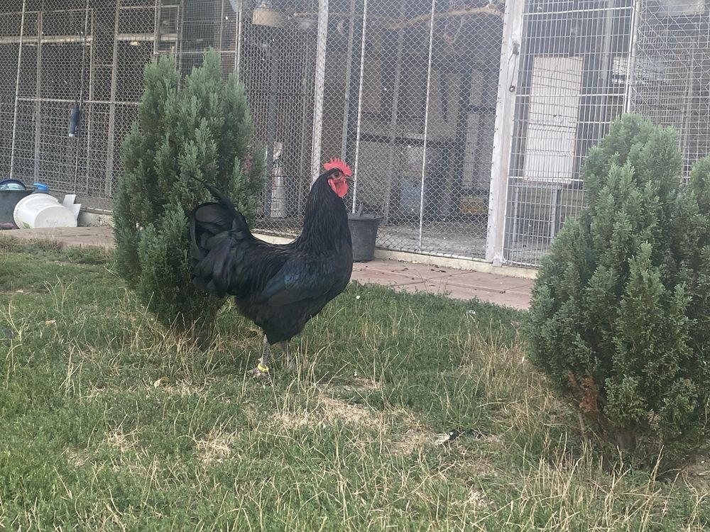 Vand cocosi australorp