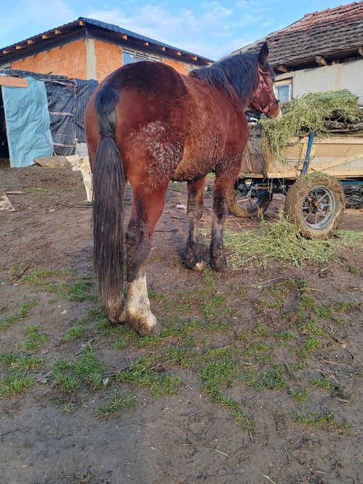 Mânz de vânzare sau schimb