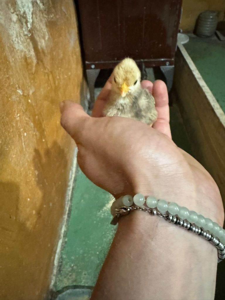 Vând Oua fecundate pt incubatori sau closca