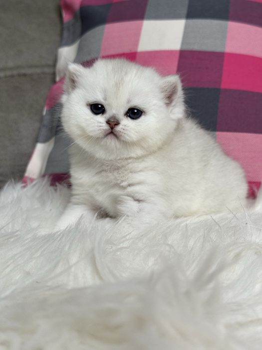 Британская девочка шиншилла